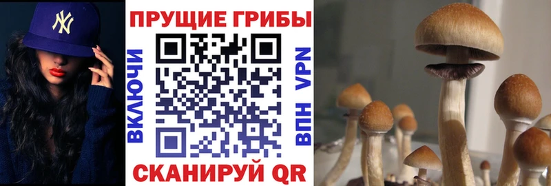 Галлюциногенные грибы MAGIC MUSHROOMS  как найти закладки  Вольск 